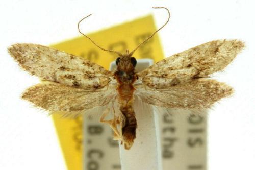 Agathiphaga queenslandensis